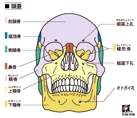 bone_skull.gif