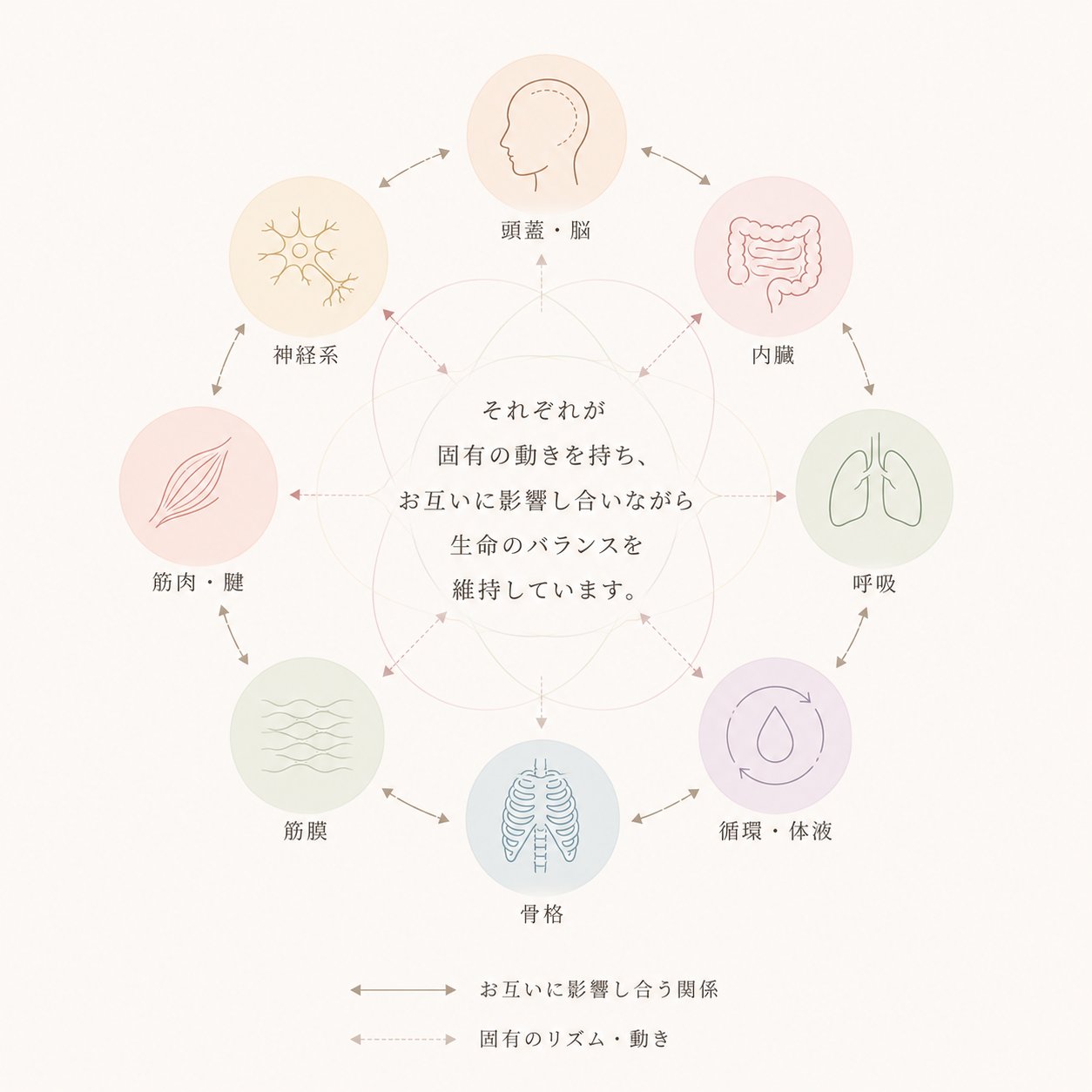深部システム（頭蓋・脳、内臓、呼吸、循環・体液、骨格、筋膜、筋肉・腱、神経系）が相互に影響し合うイメージ図